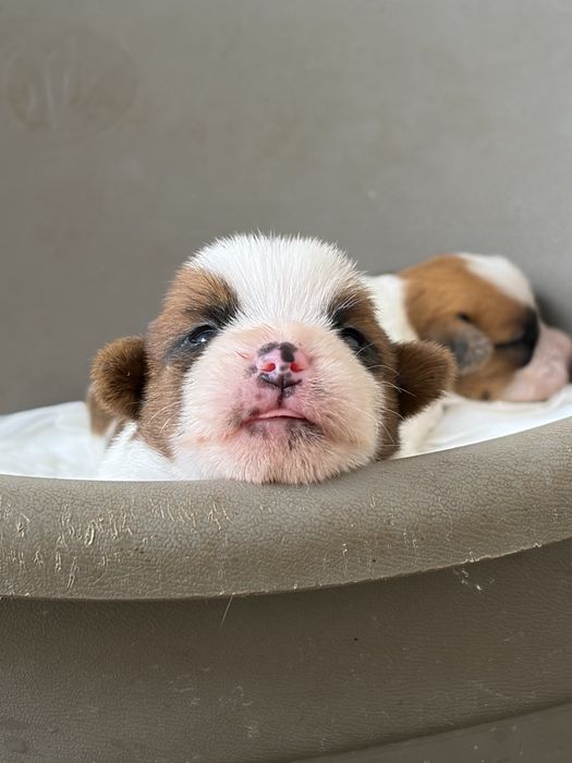 Jack russell terrier pelo cerdoso com LOP