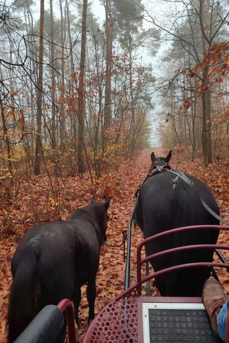 Sprzedam Ogierka Śląskiego