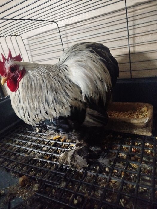 Karzełek kochin miniaturowy