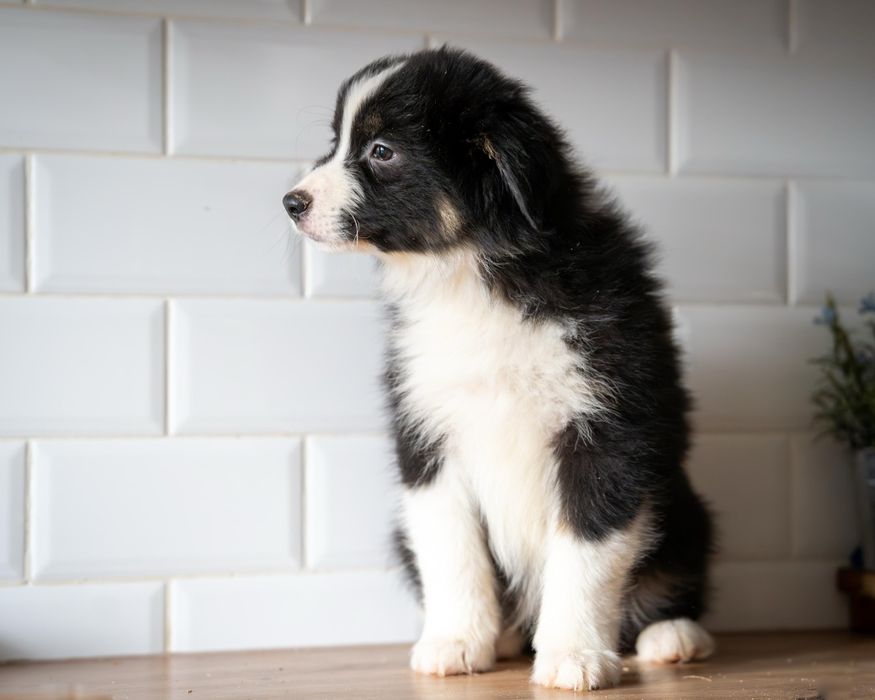 Owczarek Australijski piesek