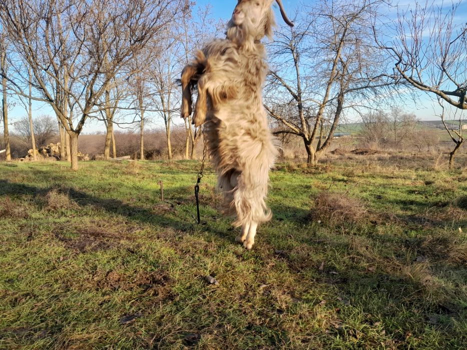 Продам козла на племя