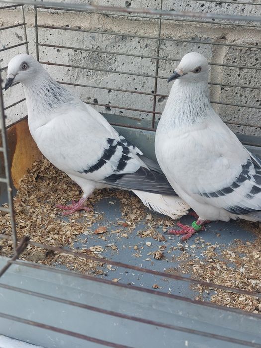 Para żałobnych z 25 r