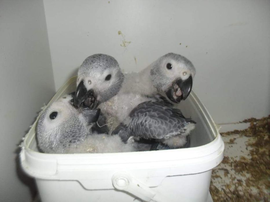 Papagaios Cinzentos criados á mão