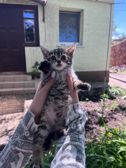 Віддам котят в добрі руки!