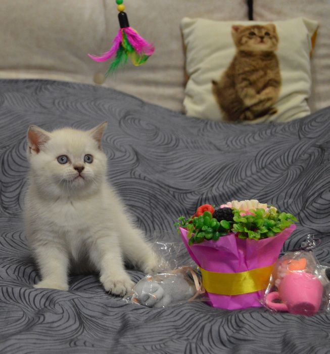 Котики шотландські (скоттиш страйт)