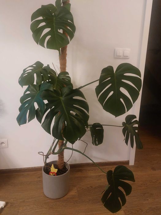 Monstera Deliciosa + donica + palik 155cm Krzeszowice  OLX.pl