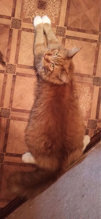 Пропав котик мейн кун Рижуля