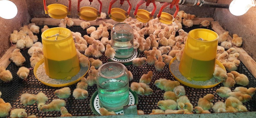 Перепілки Техаський бройлерний Добові 01,10,25