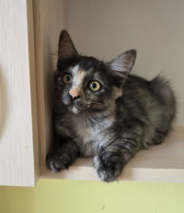 Кошеня дівчинка шукає родину