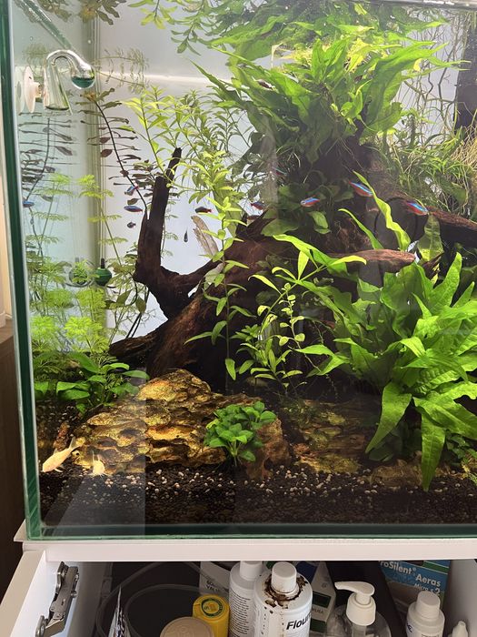 Aquário Plantado 200L - Fluval FX4 | Chihiros | Tropica