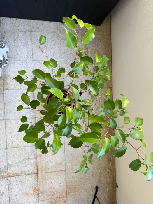 Ficus Benjamina + Philodendron — Plantas em vaso | Conjunto ou separado
