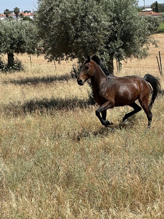Cavalo com 6 anos Castrado