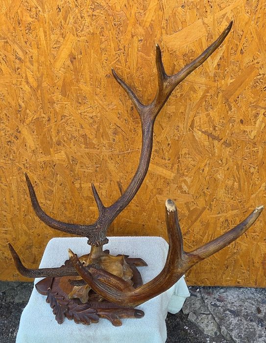 Роги оленя часів срср