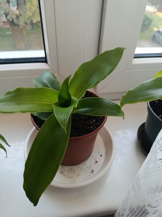Callisia fragrans  złoty wąs