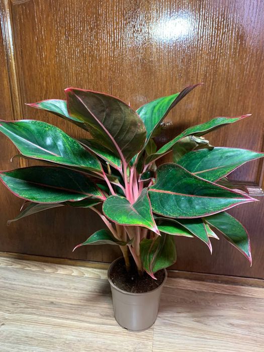 Аглаонема Кріт ( Aglaonema Crete )