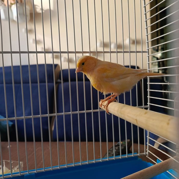 Kanarek samiczka kolorowa