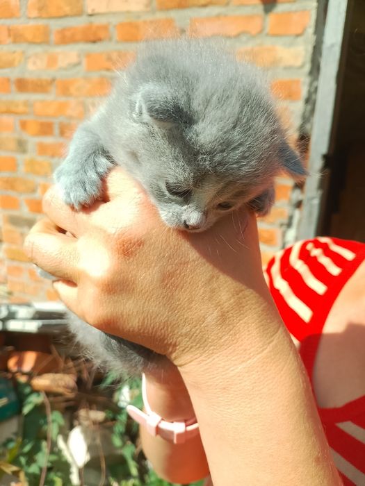 Віддам кошенят в добрі руки