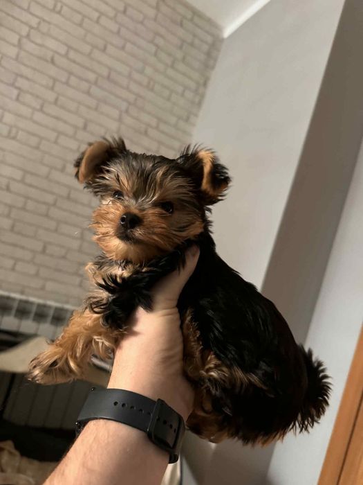 Szczeniaczek York 10 tygodni