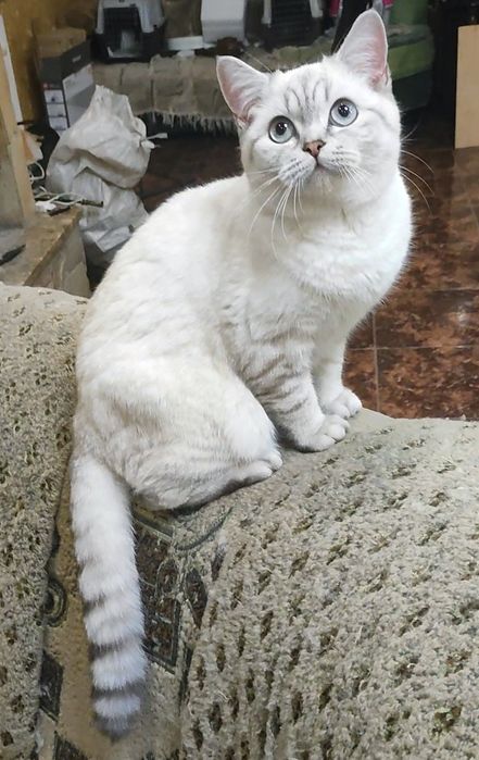 Мальчик шиншилла поинт