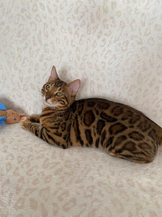 Animais  gatos bengal