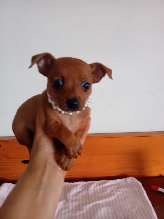 Pinscher Miniatura