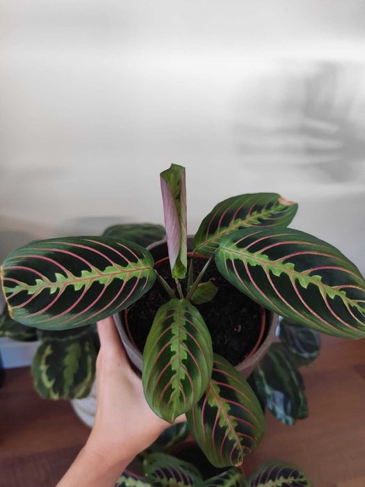 Vendo Calathea | Maranta Leuconeura