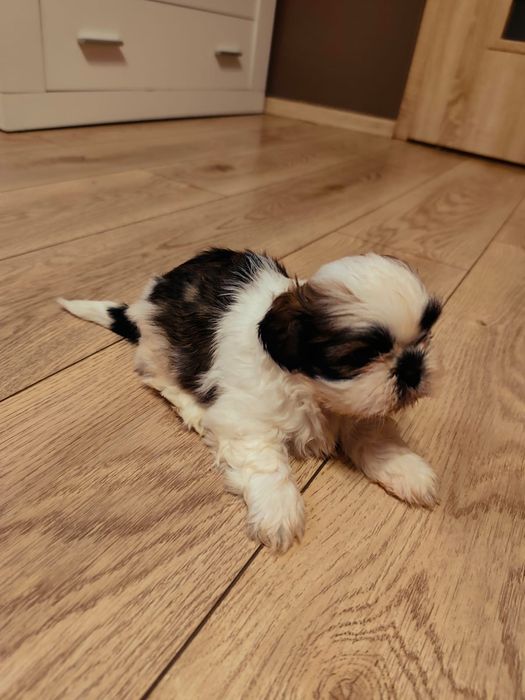 Śliczne Shih-Tzu