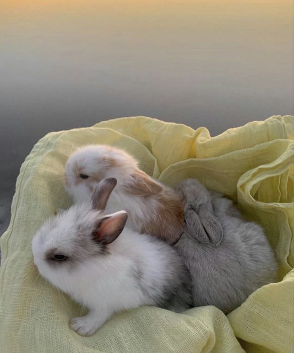 Карликові декоративні кролики міні