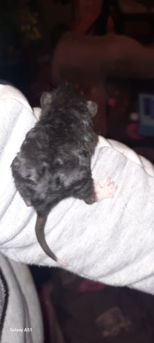 Крысята дамбо рекс крыса