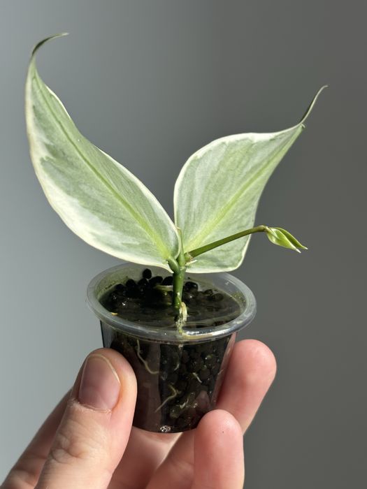 tania wysyłka! Hoya Polyneura albomarginata