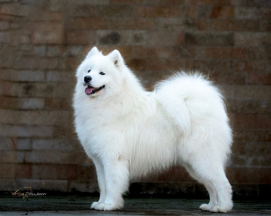 Samoyed szczeniak Chłopiec /ZKwP / FCI Warszawa Śródmieście • OLX.pl