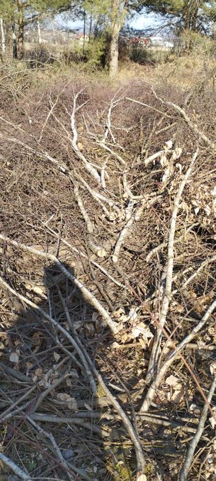 Drewno opałowe gratis