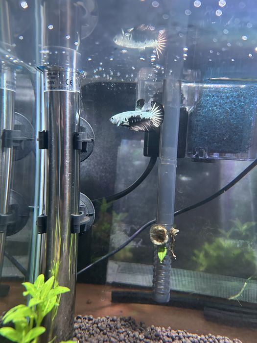 Casal bettas samurai