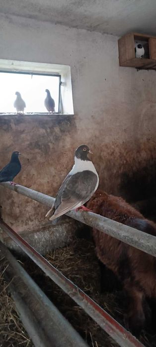 Gołębie strasery parki 2024r.