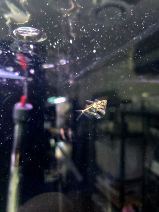Pstrązenica marmurkowa C. Strigata/ Strefa Egzotyki