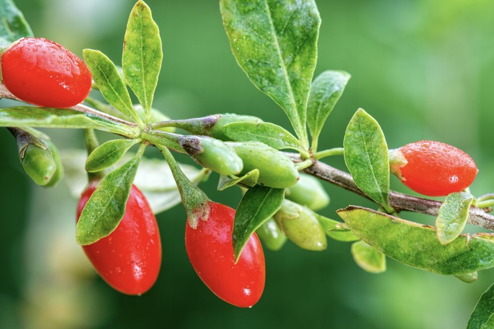 Jagoda Goji 'Korean Big' (Lycium barbarum) Doniczka 2.0L
