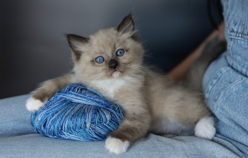 Ragdoll mink dziewczynka z rodowodem