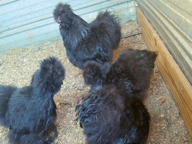 Яйце на інкубацію від пород.курей Китайські шовкові палева,спліш,чорна