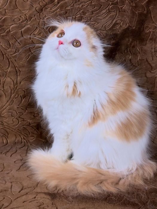 Гарне шотландське кошеня фолд.