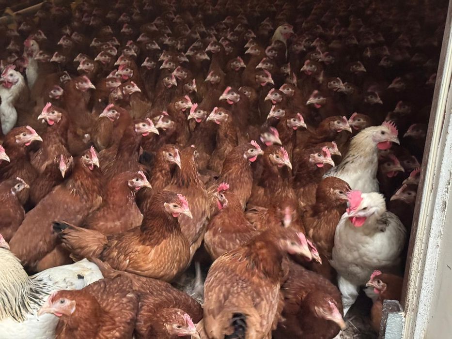 Kury nioski sendi I lohman + rossa