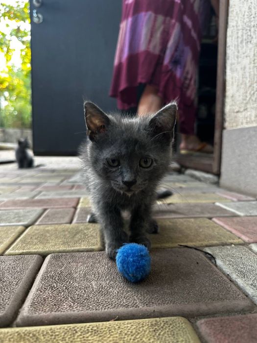 Продаж любячих кошенят