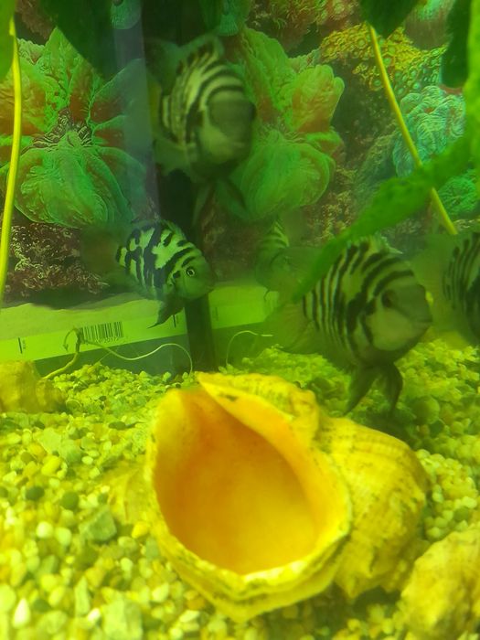 Тигрова цихліда .попугай