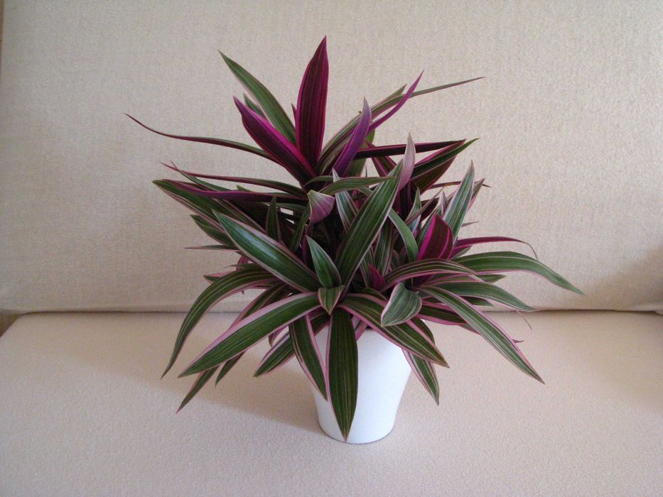 Reo meksykańskie trzykrotka tradeskancja piękna wielokolorowa roślinka