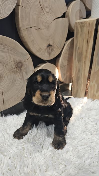 Cocker spaniel angielski