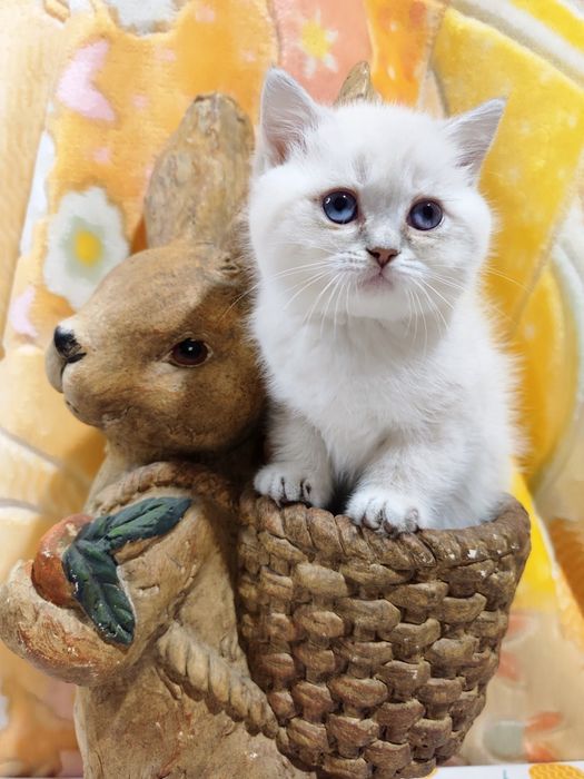 Kotka Brytyjska Point