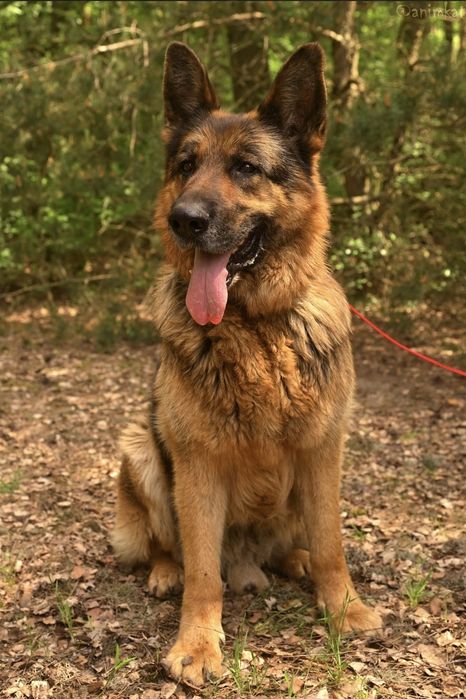 Piesek okolo 7 lat