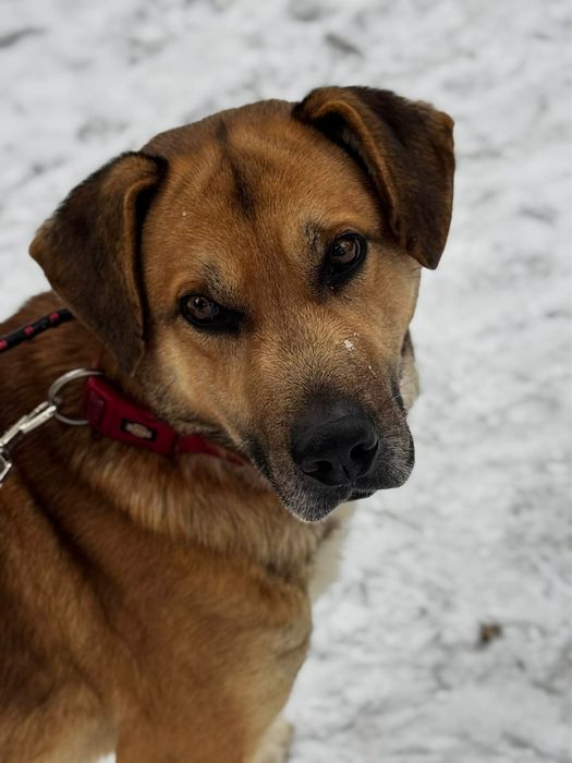 Flap - energiczny i oddany przyjaciel rodziny