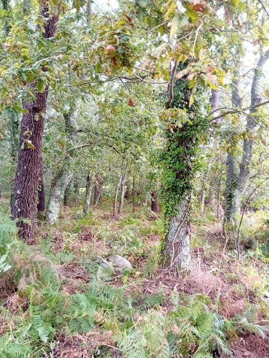 Terreno Forjães 460m² – Ideal para Mini Quinta ou Pomar