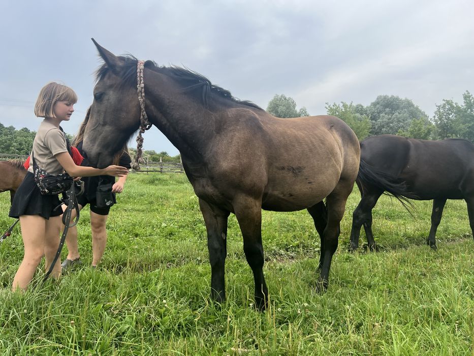 Продам лошадь,жеребець