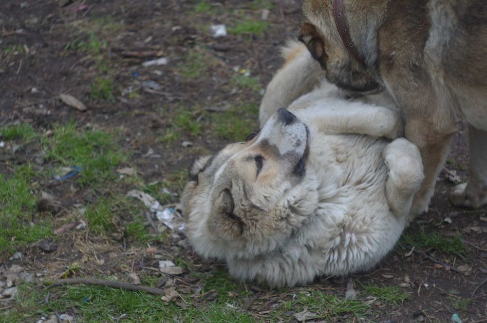 вязка АЛАБАЙ САО  100 гр